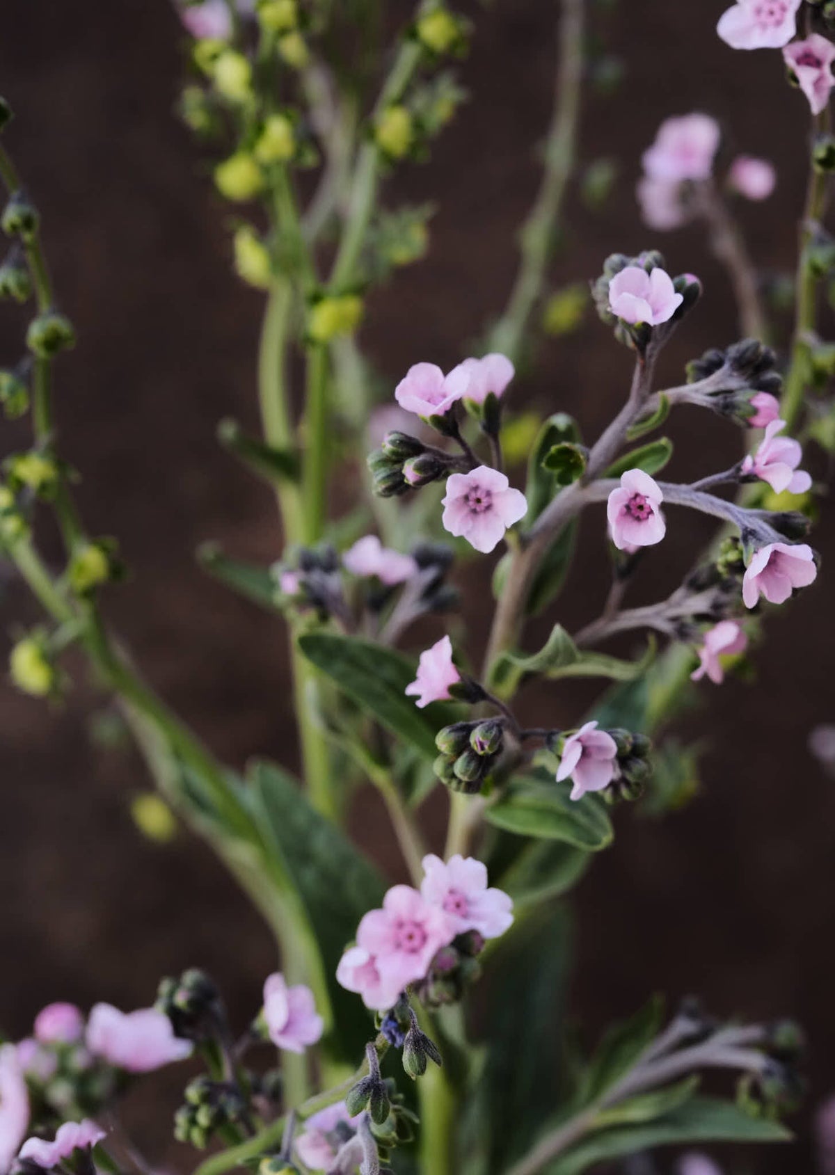 Kinesisk Hundetunge 'Mystery Rose' Seed 