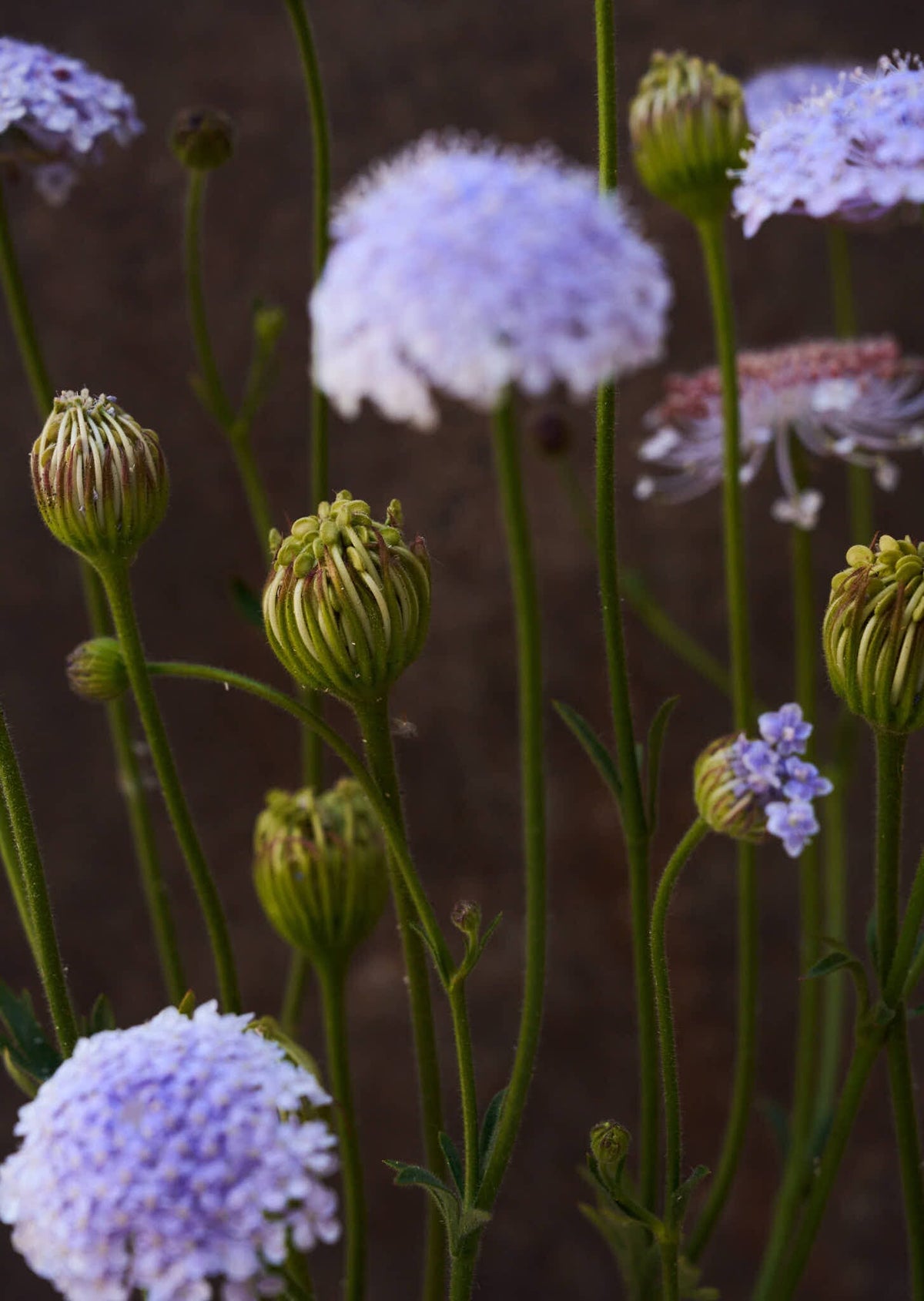 Kniplingeblomst 'Lace Blue' Seed 