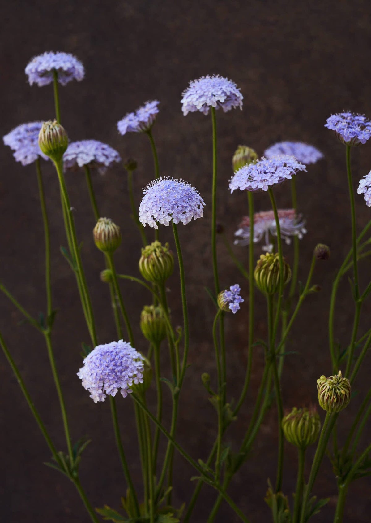 Kniplingeblomst 'Lace Blue' Seed 