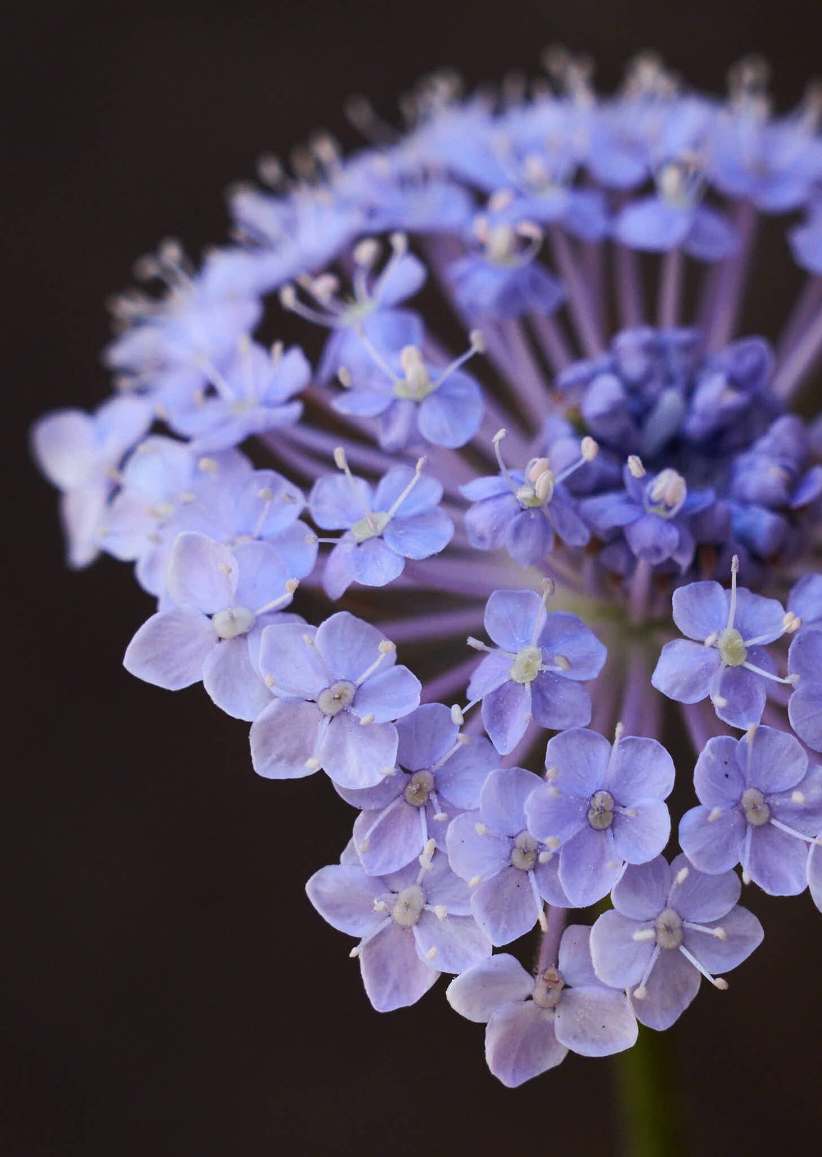 Kniplingeblomst 'Lace Blue' Seed 