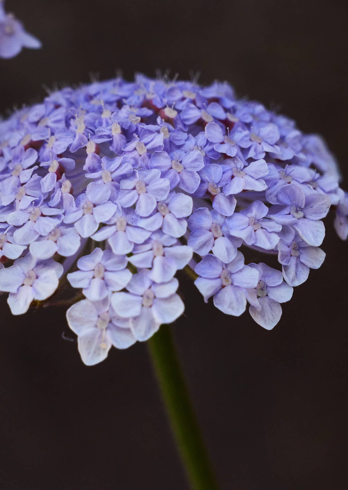 Kniplingeblomst 'Lace Blue' Seed 
