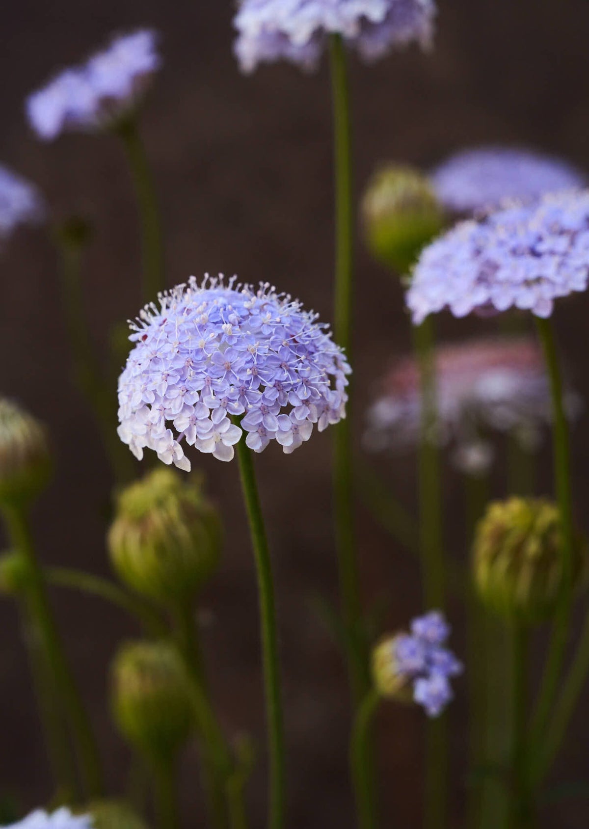 Kniplingeblomst 'Lace Blue' Seed 