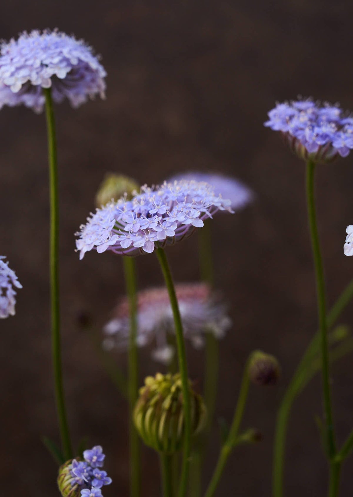 Kniplingeblomst 'Lace Blue' Seed 