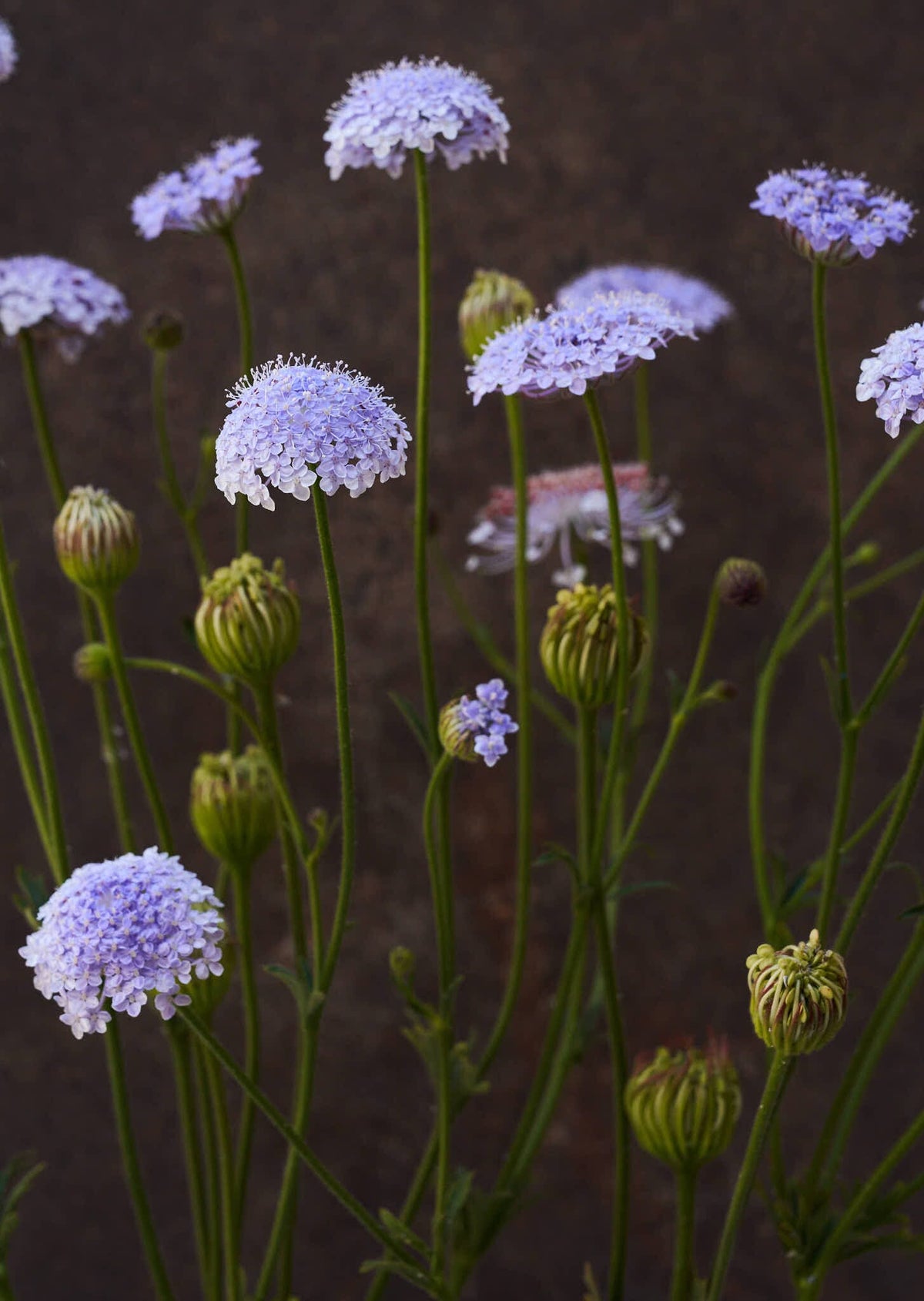 Kniplingeblomst 'Lace Blue' Seed 