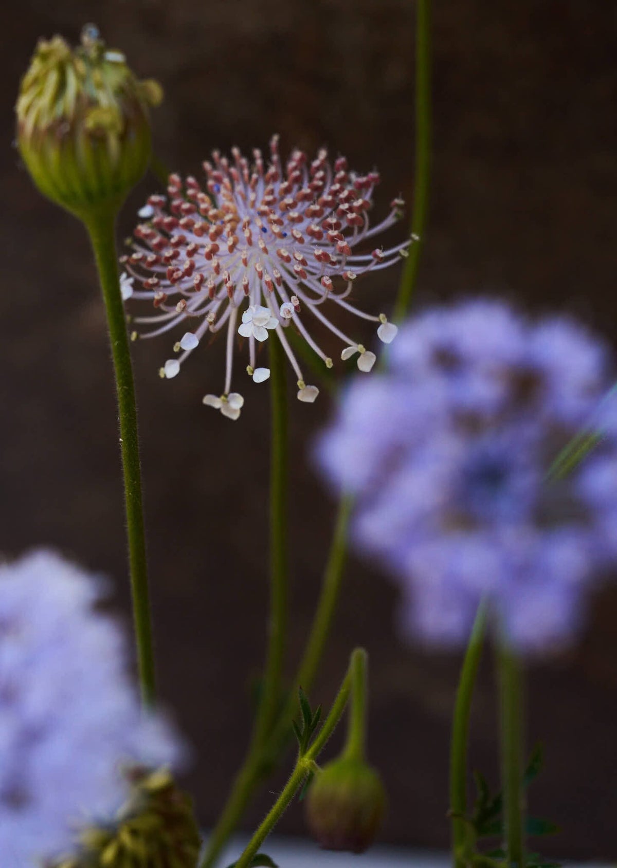 Kniplingeblomst 'Lace Blue' Seed 