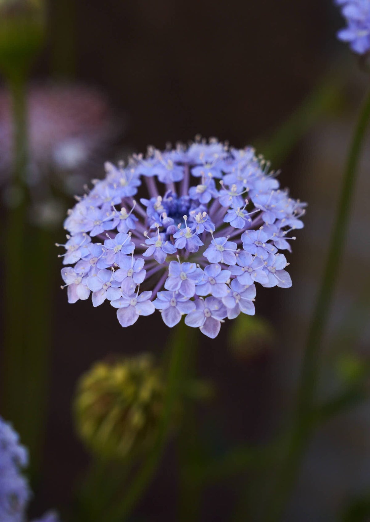 Kniplingeblomst 'Lace Blue' Seed 