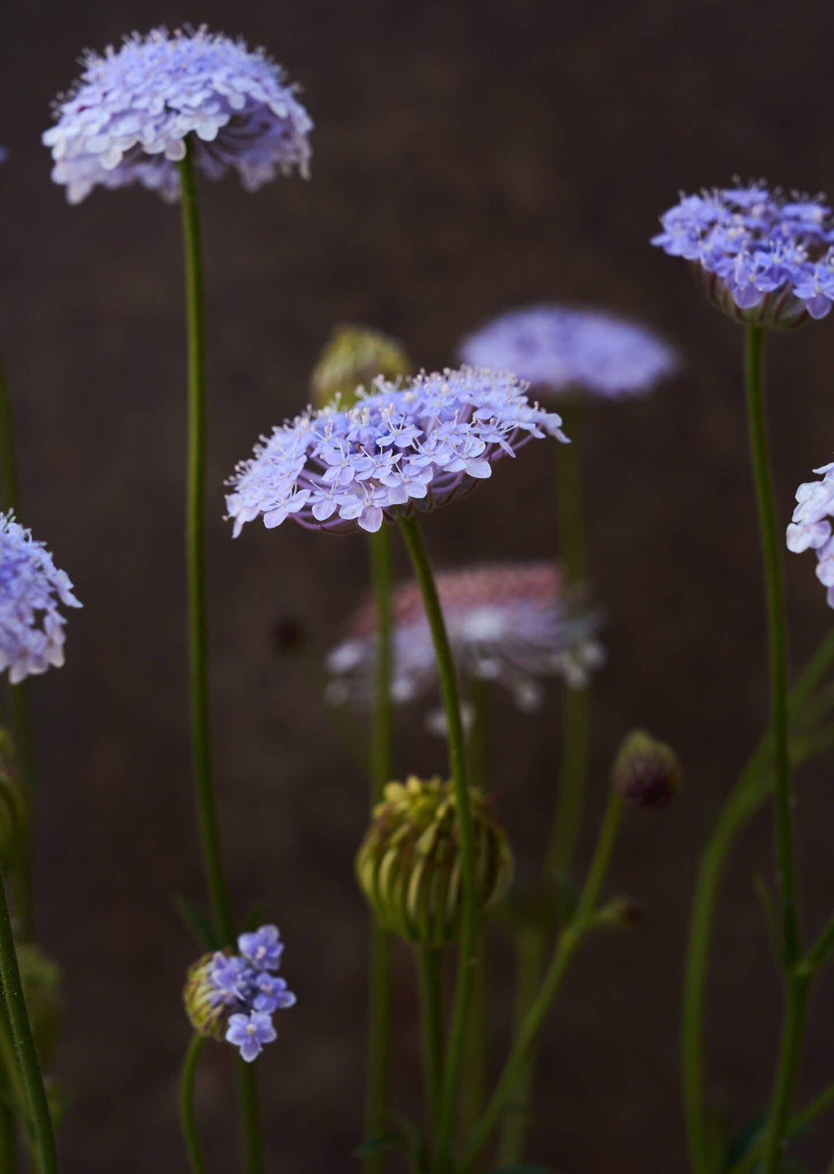 Kniplingeblomst 'Lace Blue' Seed 