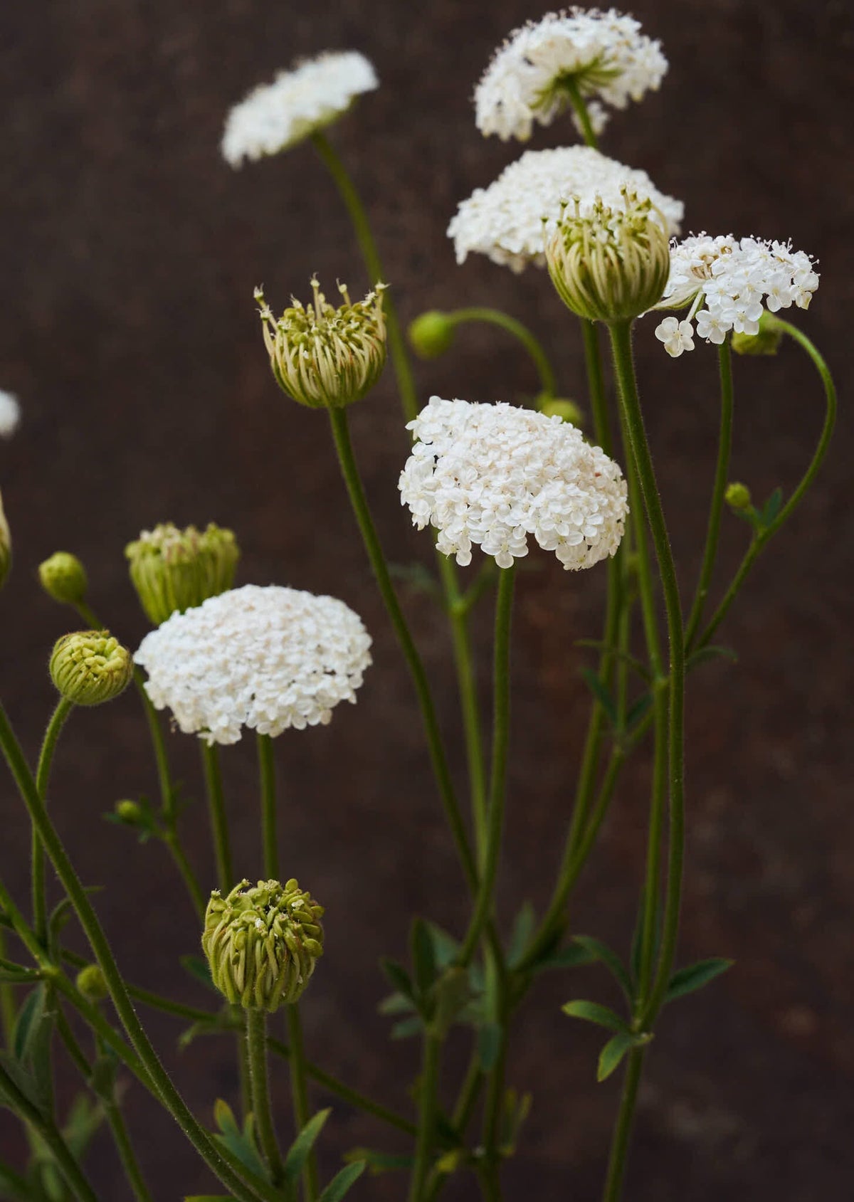 Kniplingeblomst 'Lace White' Seed 