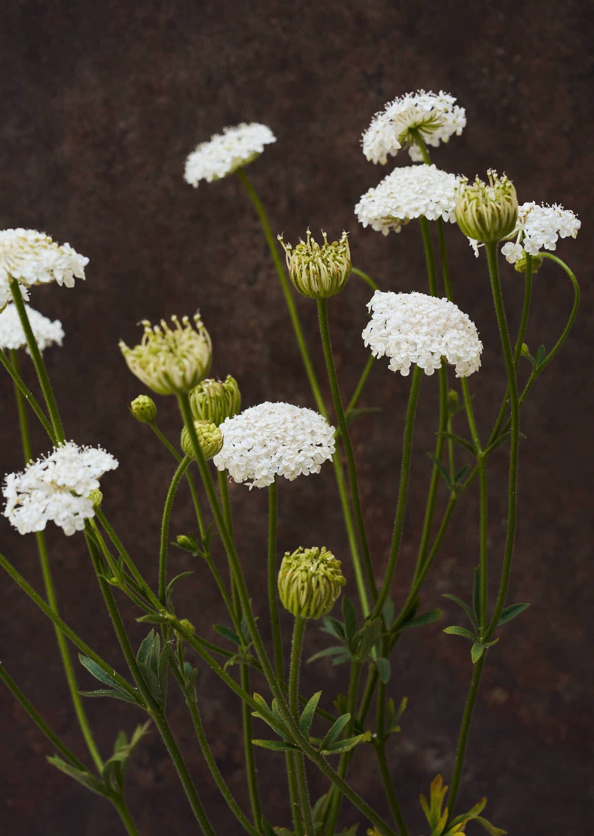 Kniplingeblomst 'Lace White' Seed 