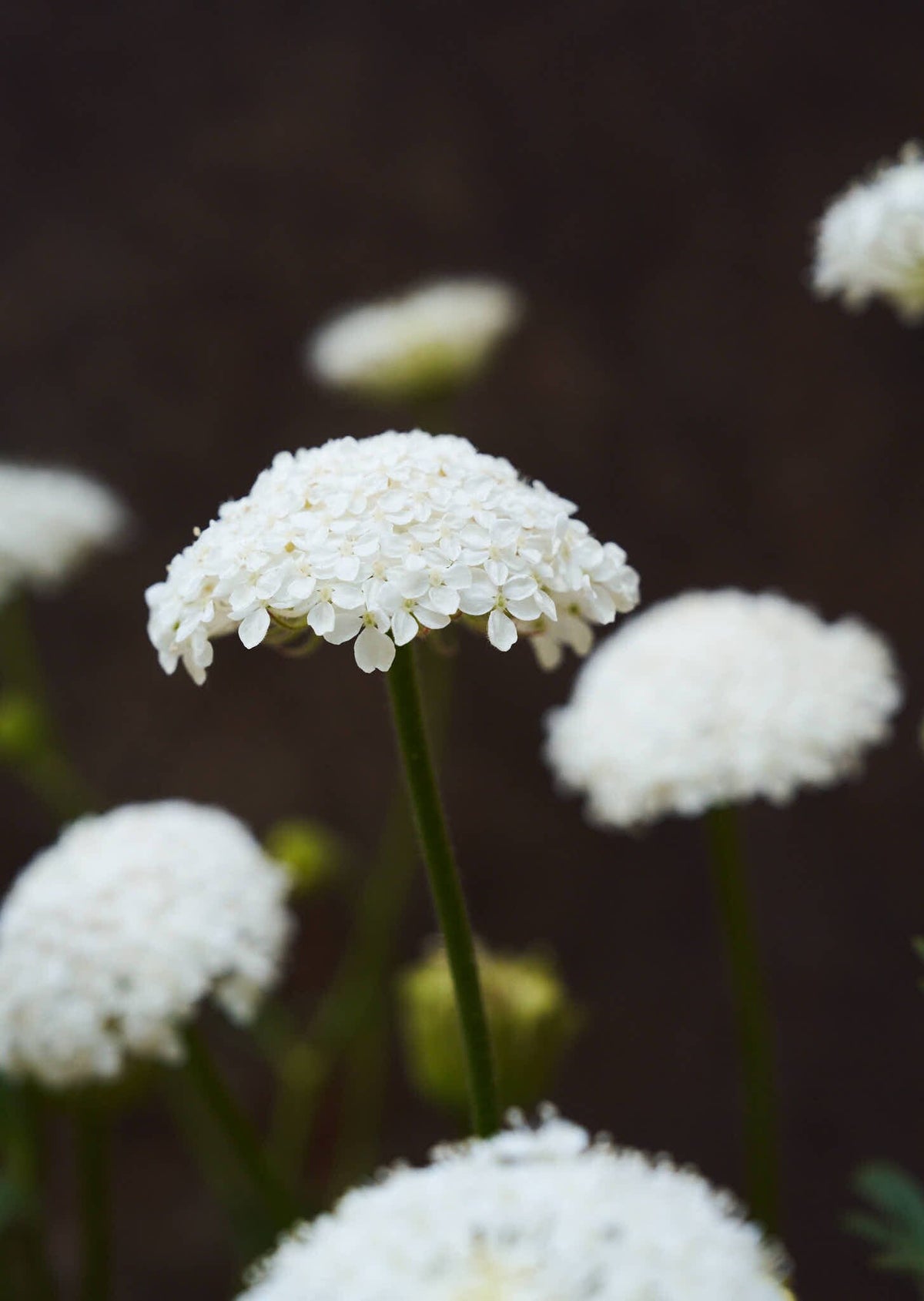 Kniplingeblomst 'Lace White' Seed 