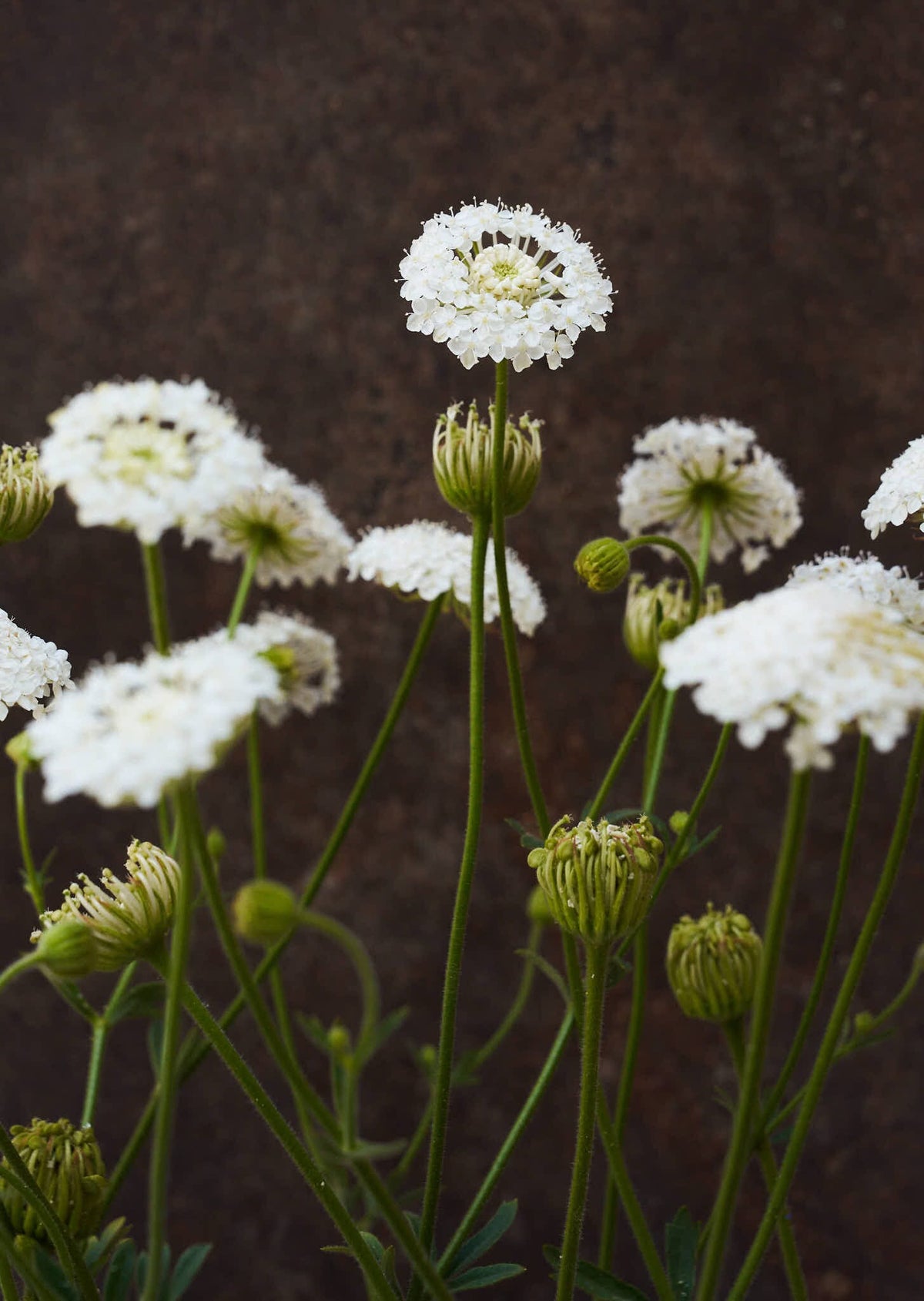 Kniplingeblomst 'Lace White' Seed 