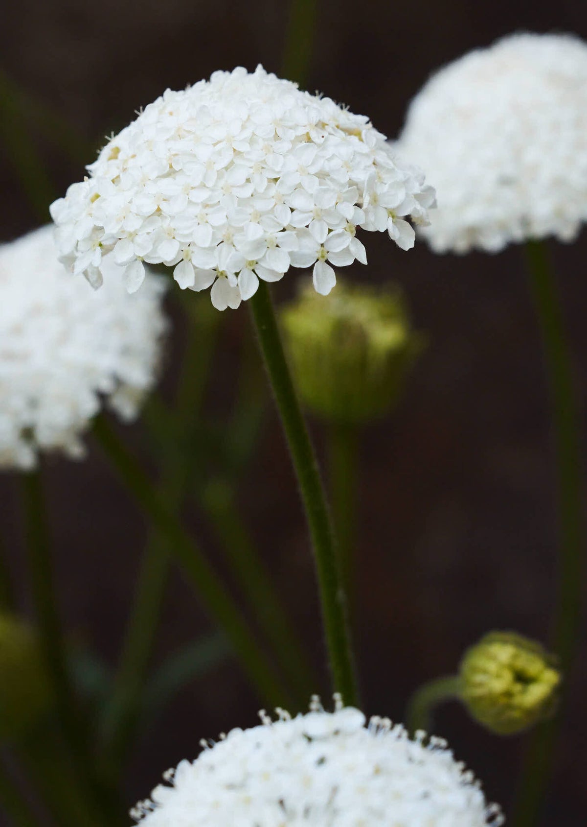 Kniplingeblomst 'Lace White' Seed 