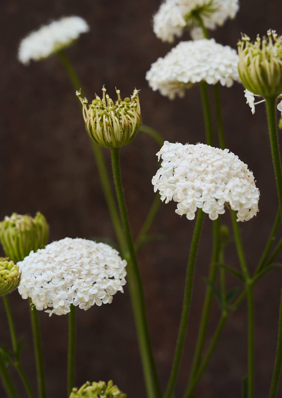 Kniplingeblomst 'Lace White' Seed 