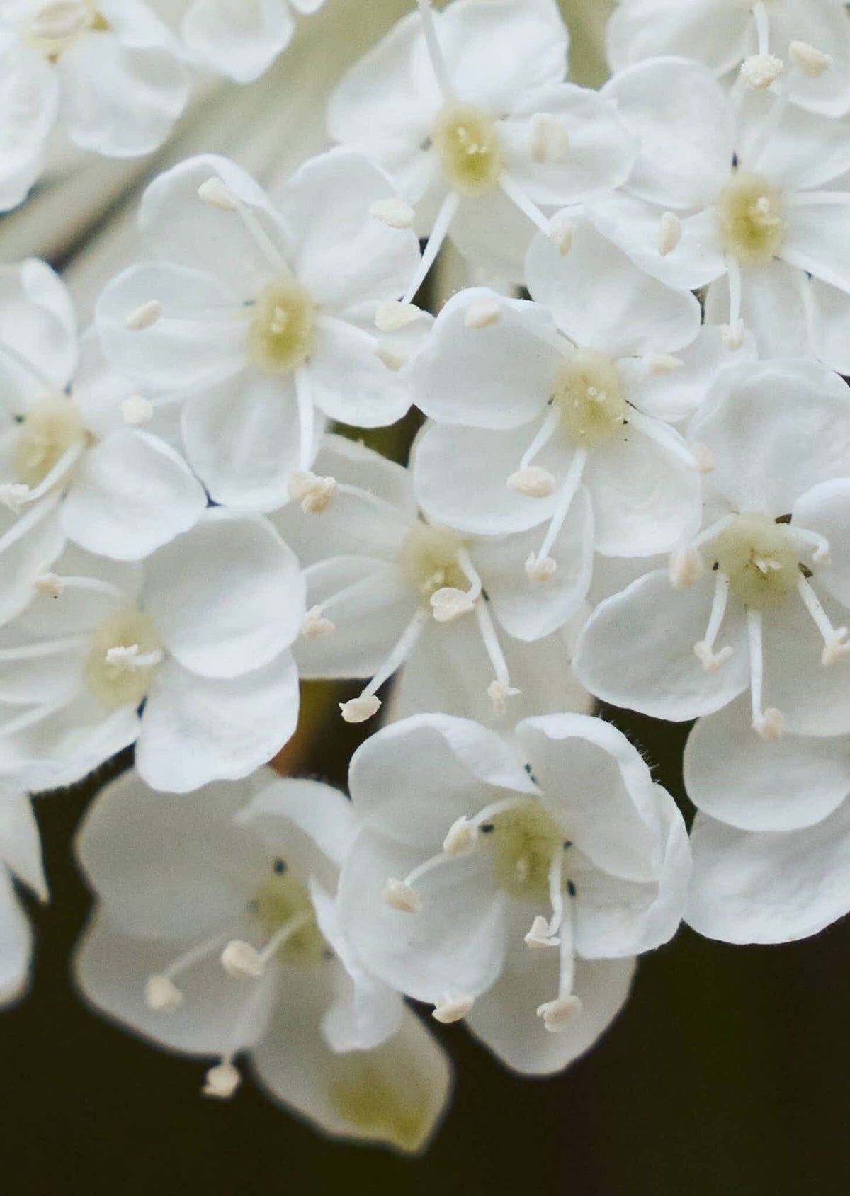 Kniplingeblomst 'Lace White' Seed 