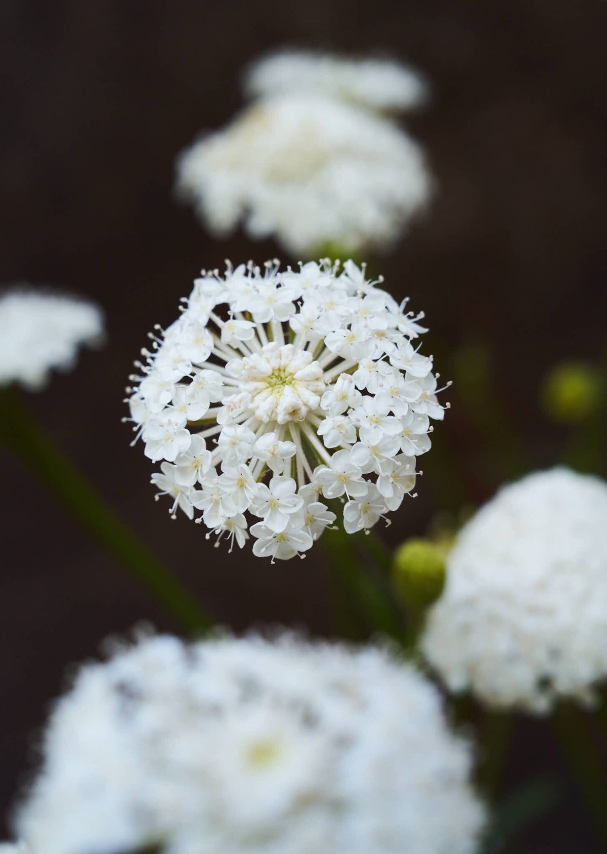 Kniplingeblomst 'Lace White' Seed 