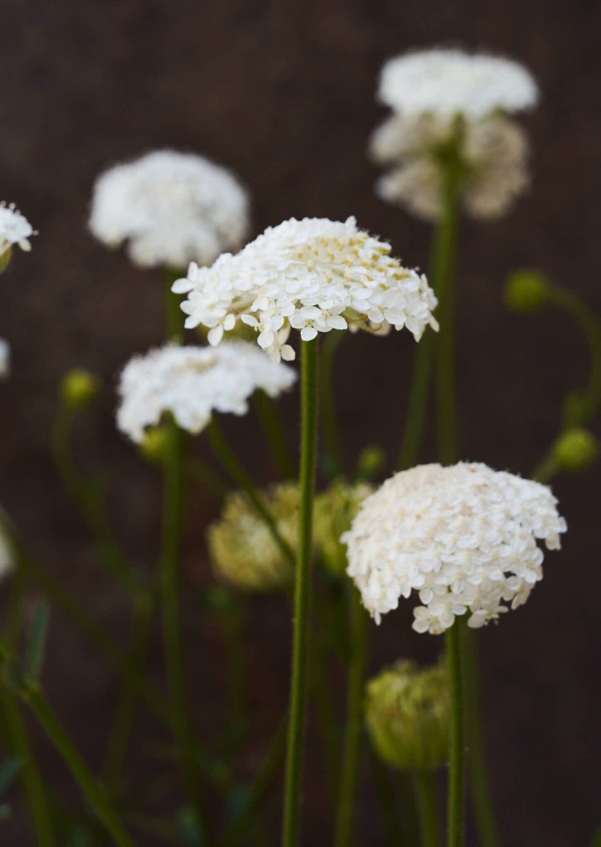 Kniplingeblomst 'Lace White' Seed 