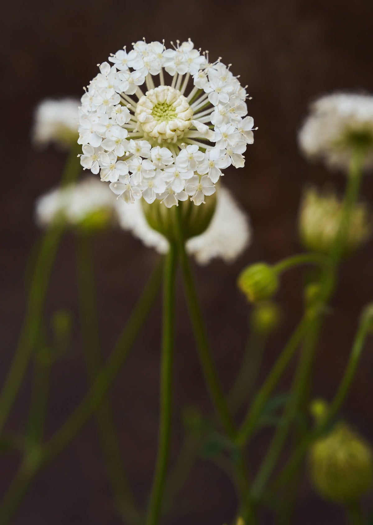 Kniplingeblomst 'Lace White' Seed 