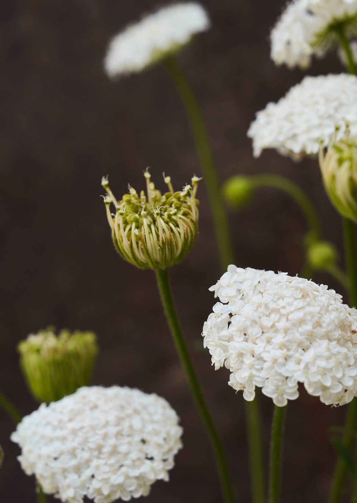 Kniplingeblomst 'Lace White' Seed 