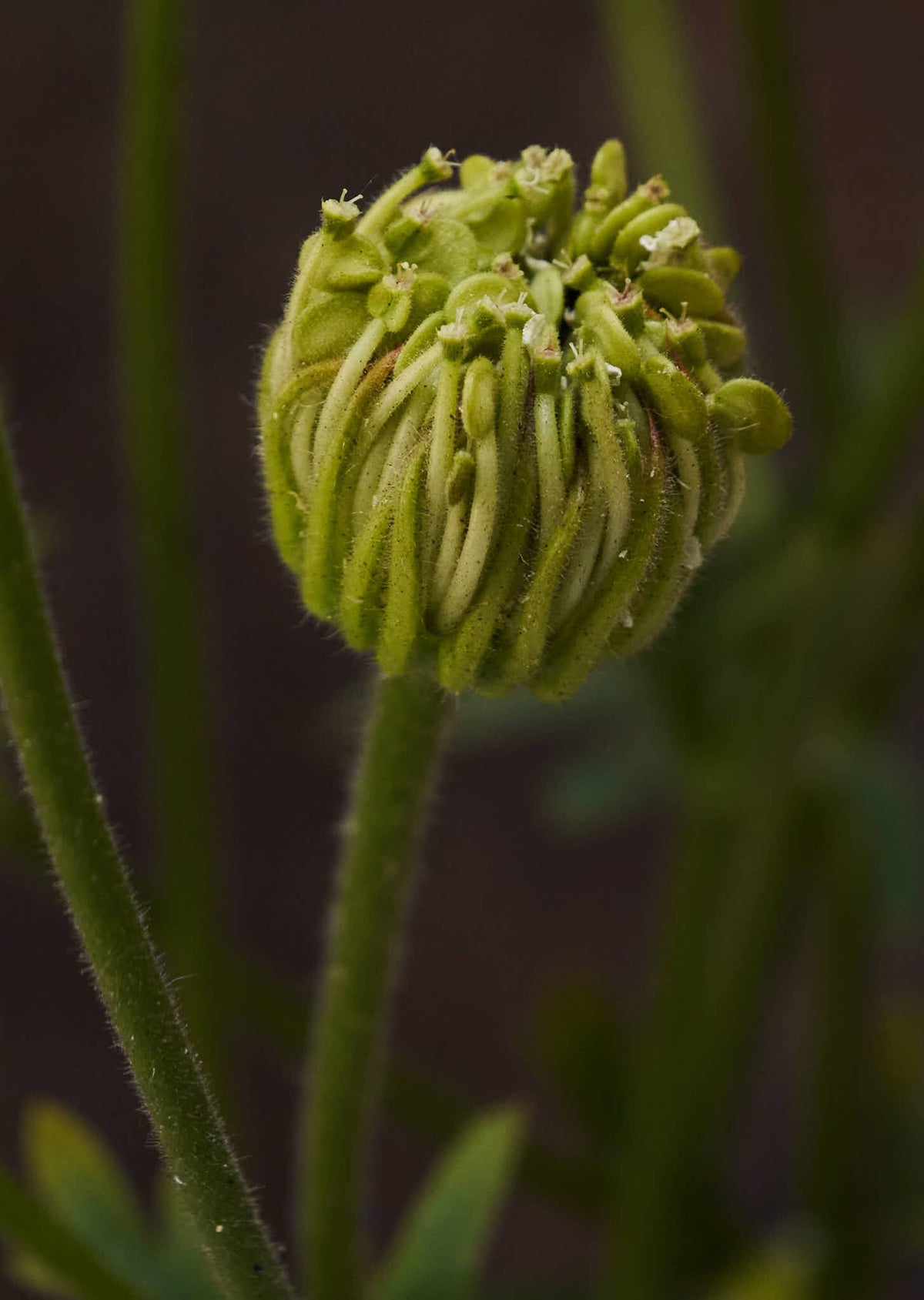 Kniplingeblomst 'Lace White' Seed 