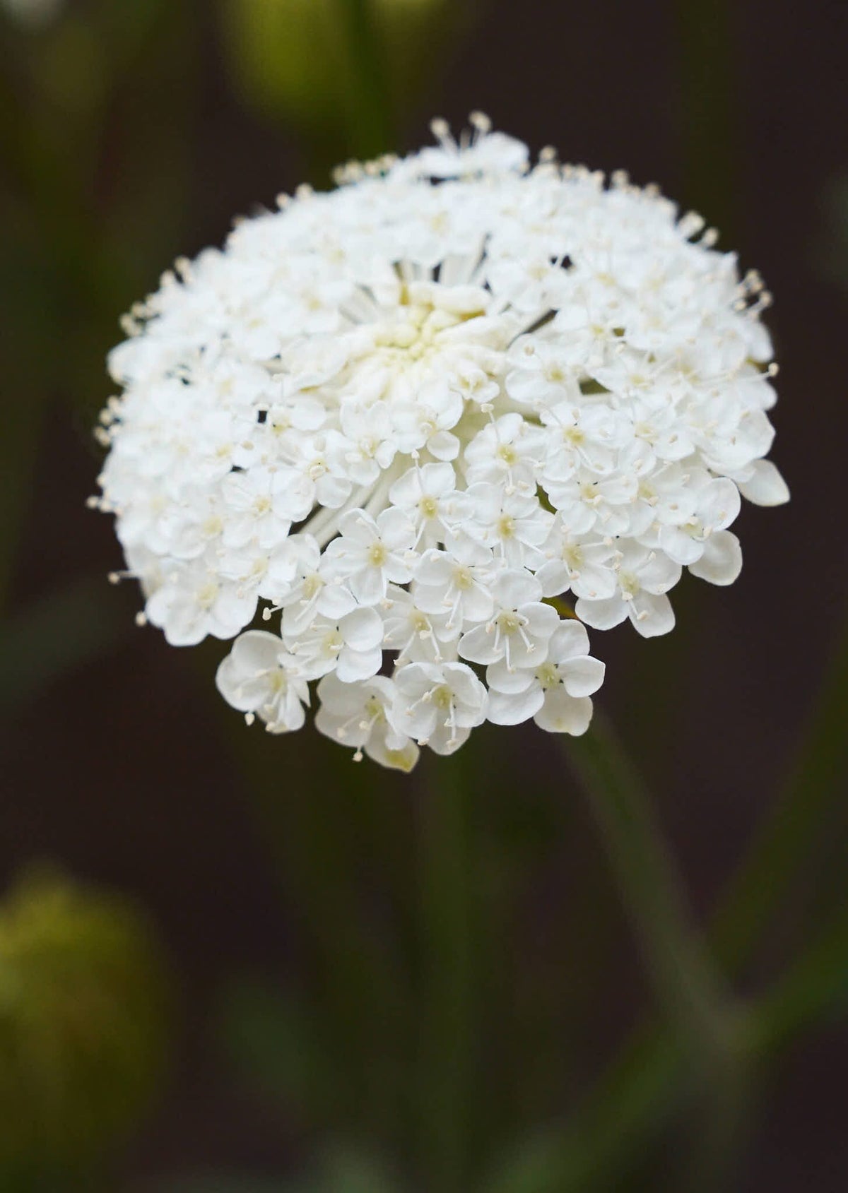 Kniplingeblomst 'Lace White' Seed 