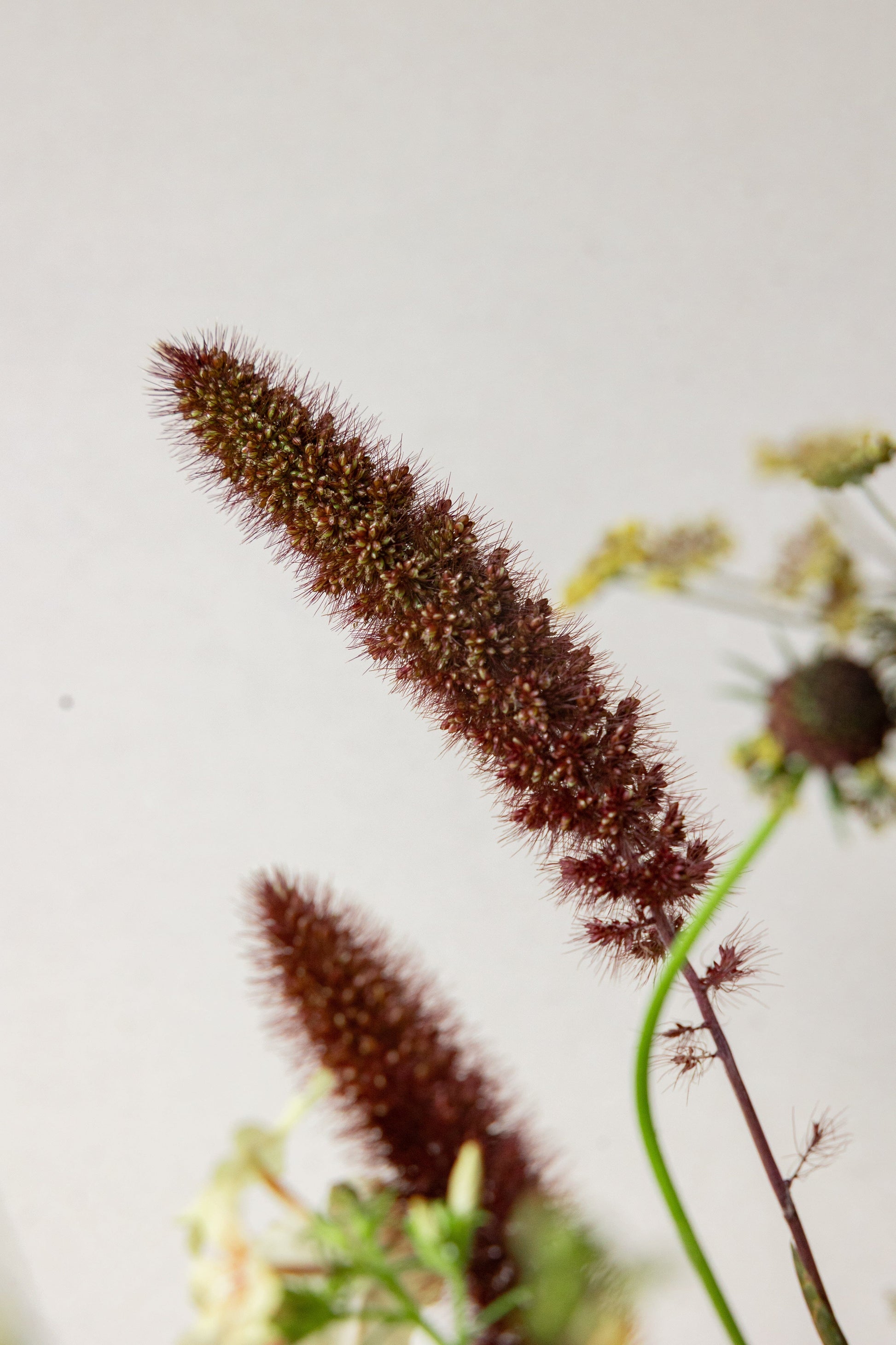 København buketMØRK/CREME buket FIND PÅ ET NAVN Seed 