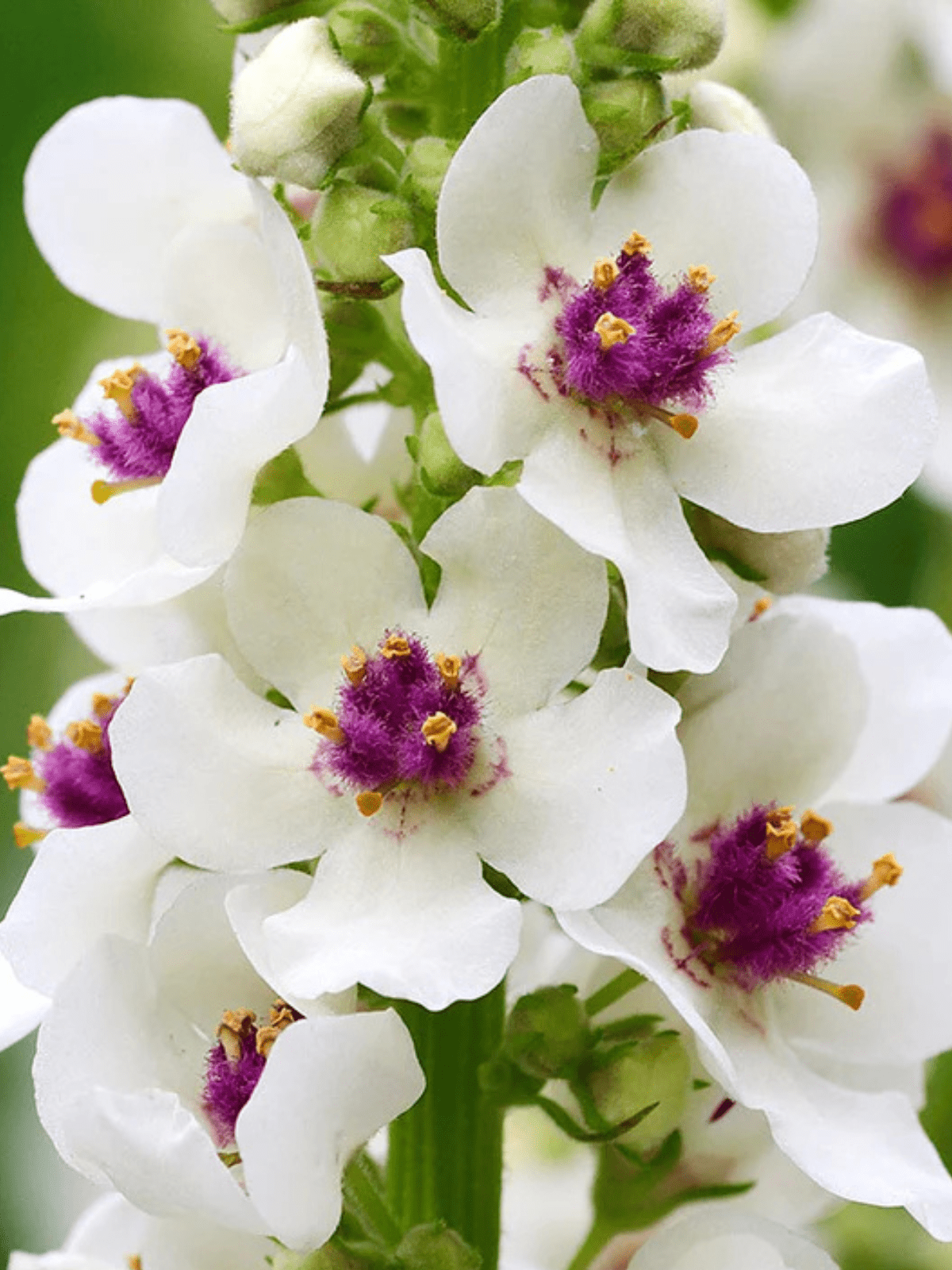 Kongelys 'Snowy Spire' Seed 