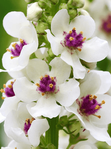 Kongelys 'Snowy Spire' Seed 