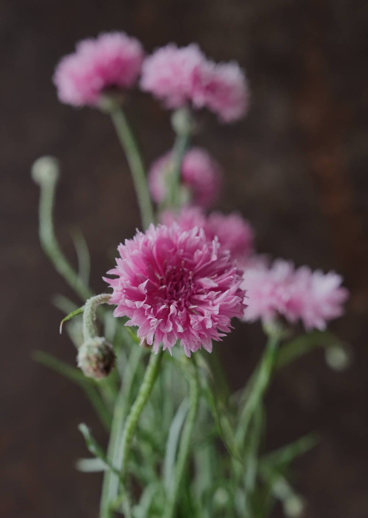 Kornblomst 'Ball Pink' Seed 