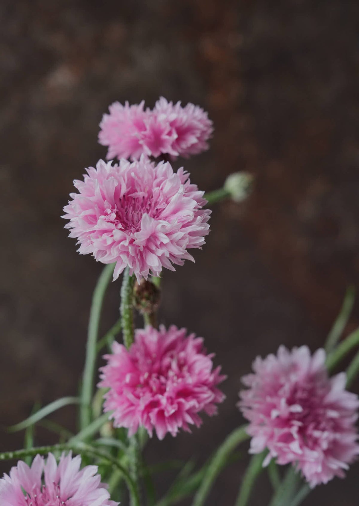 Kornblomst 'Ball Pink' Seed 