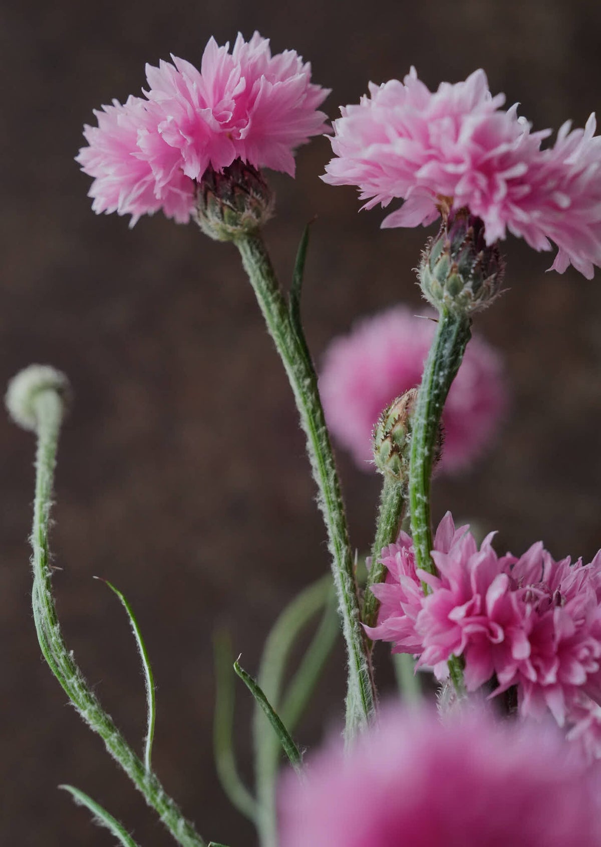 Kornblomst 'Ball Pink' Seed 