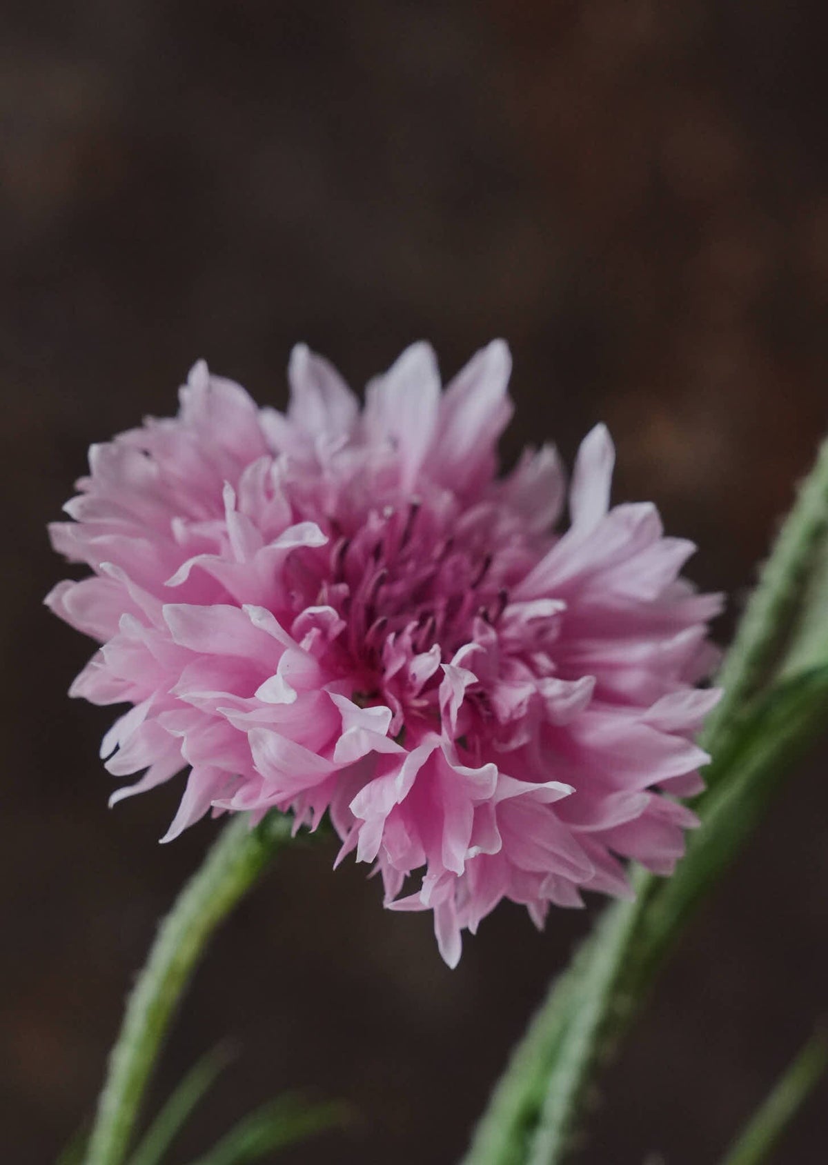 Kornblomst 'Ball Pink' Seed 