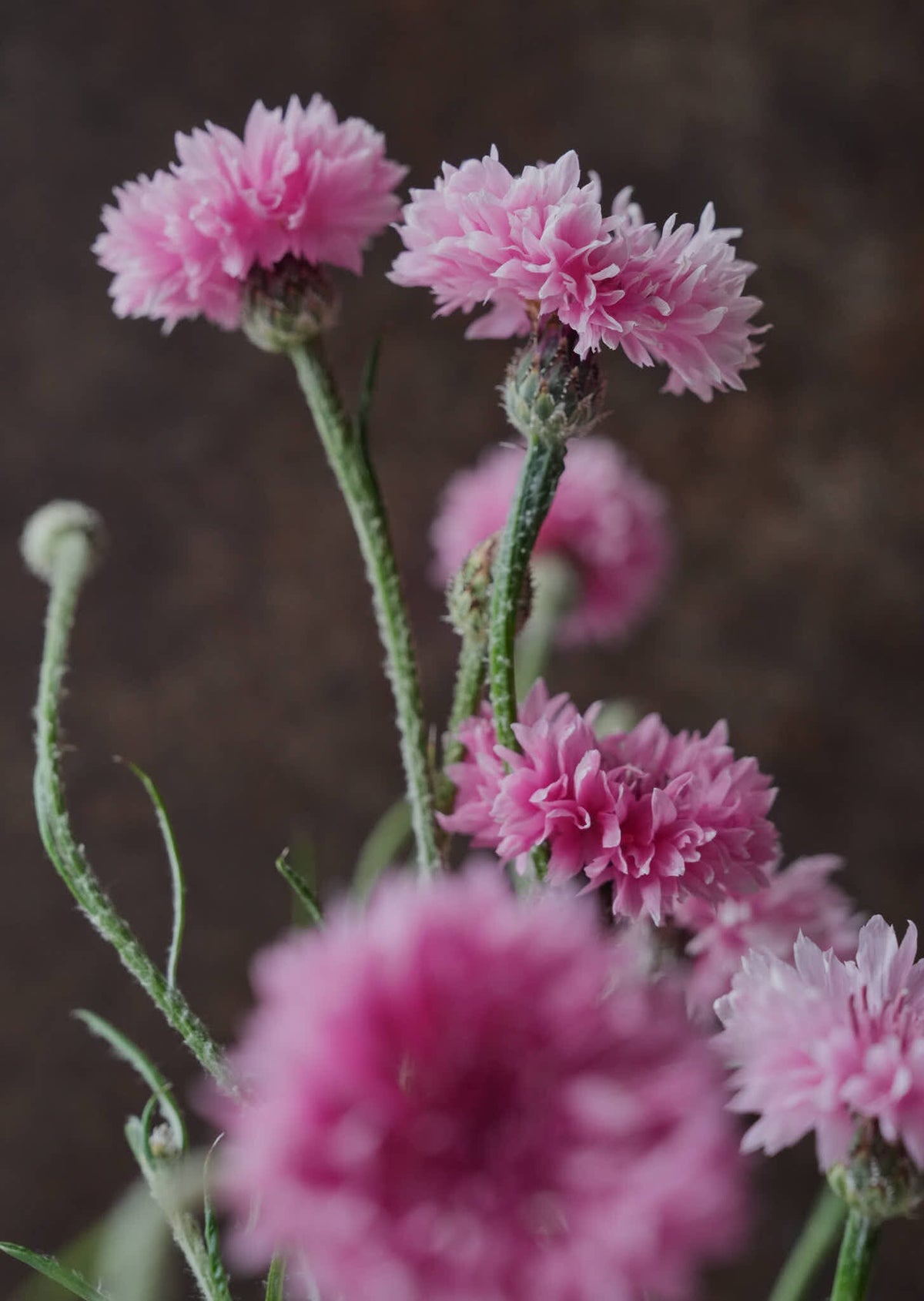 Kornblomst 'Ball Pink' Seed 