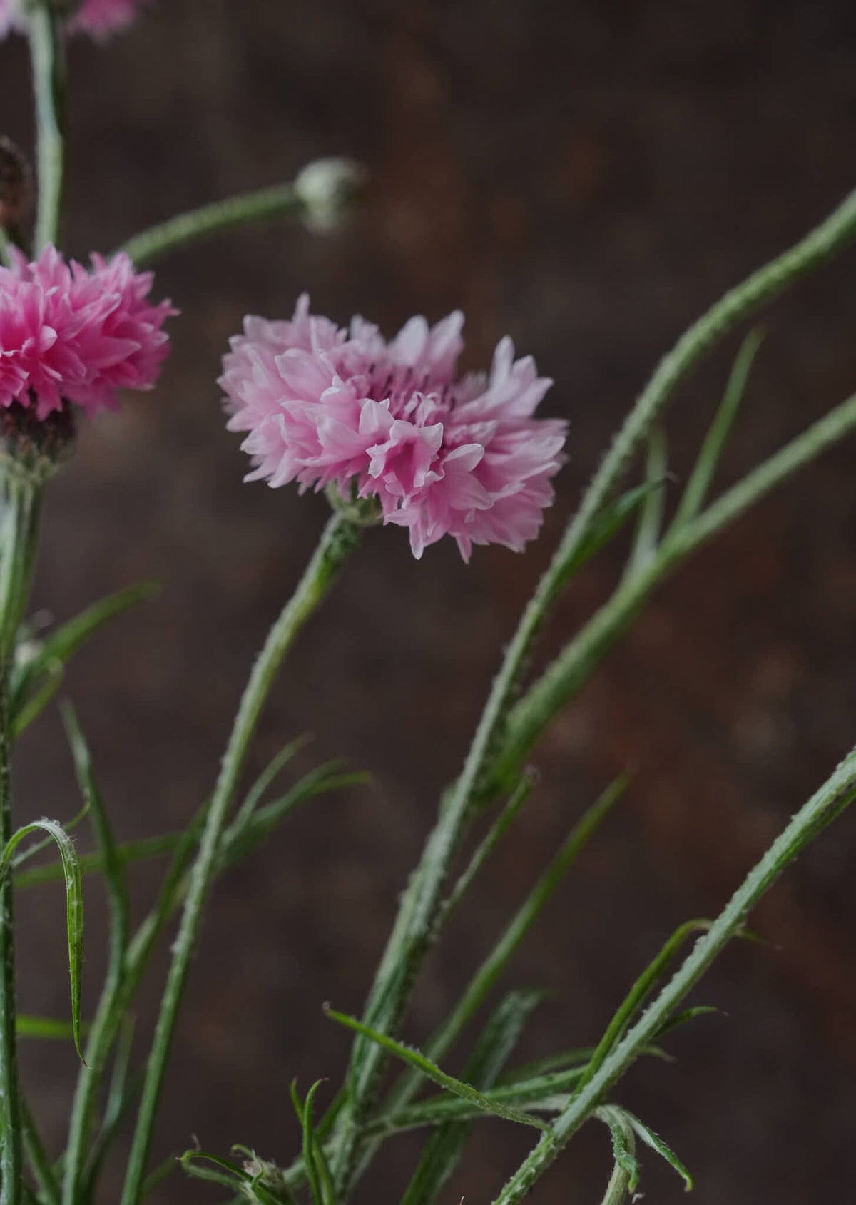 Kornblomst 'Ball Pink' Seed 