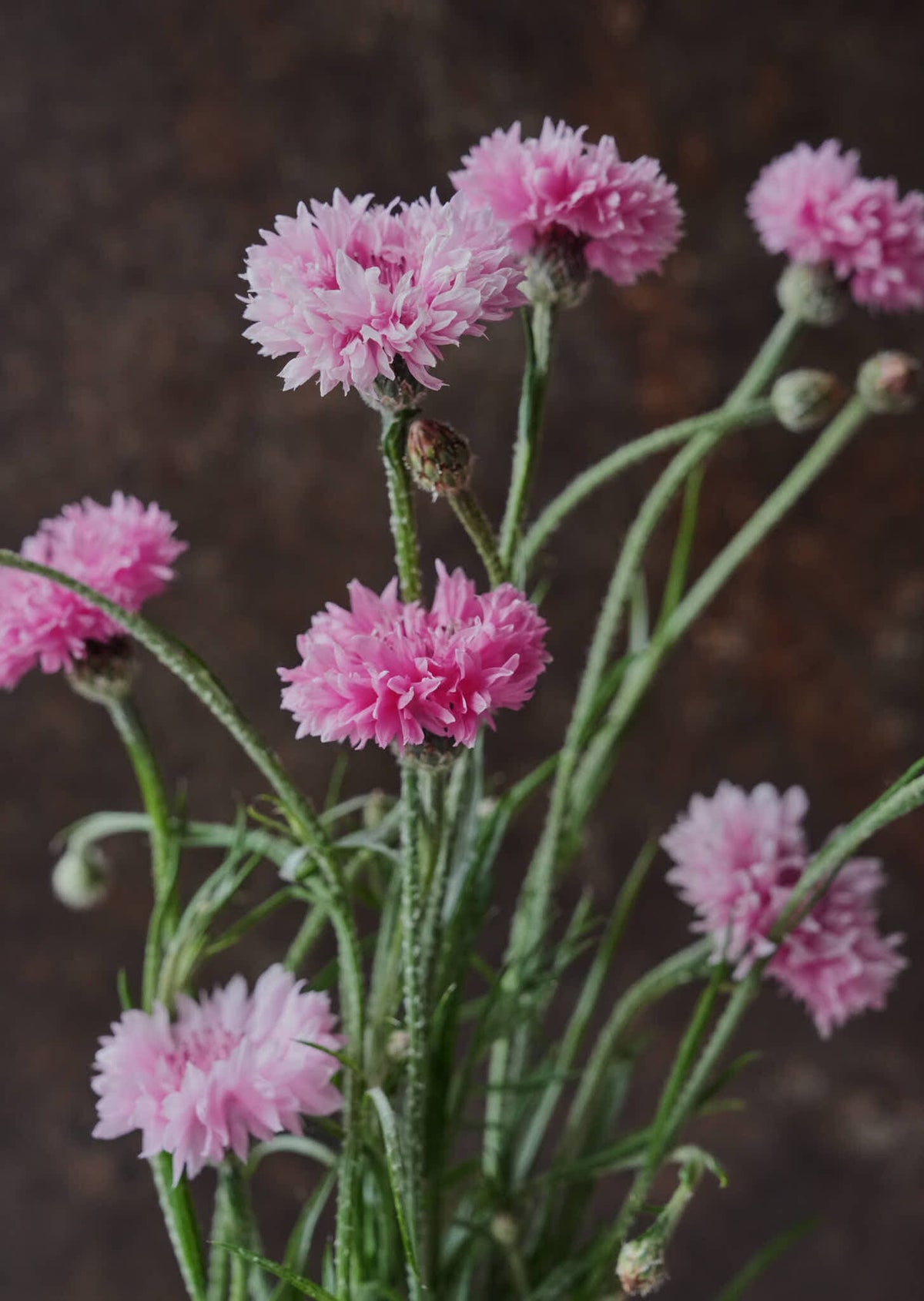 Kornblomst 'Ball Pink' Seed 