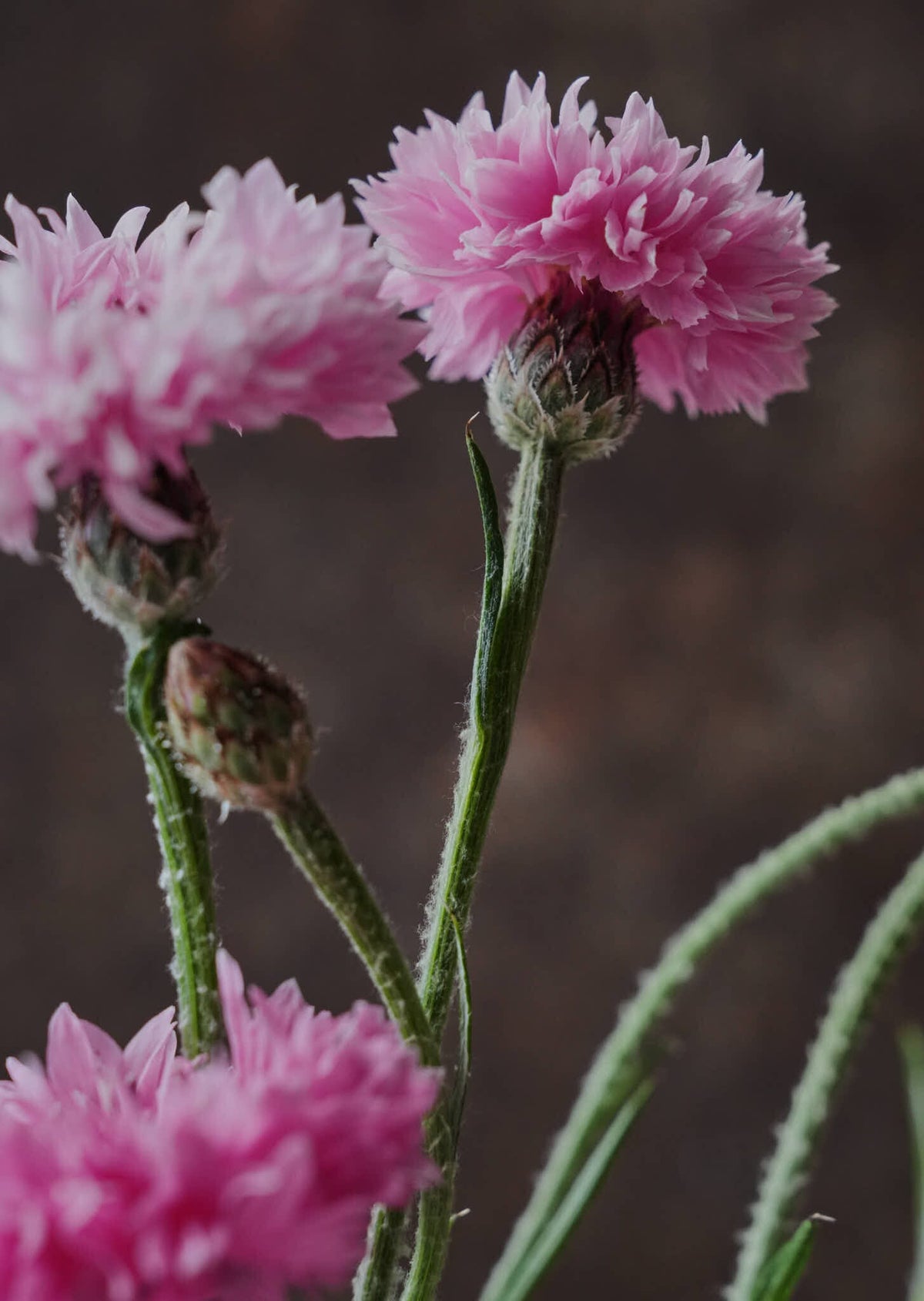 Kornblomst 'Ball Pink' Seed 
