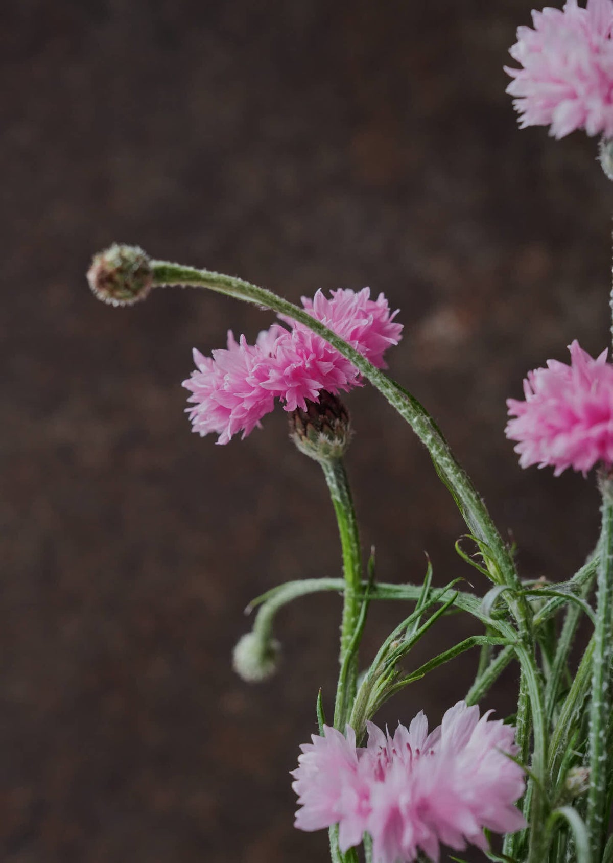Kornblomst 'Ball Pink' Seed 