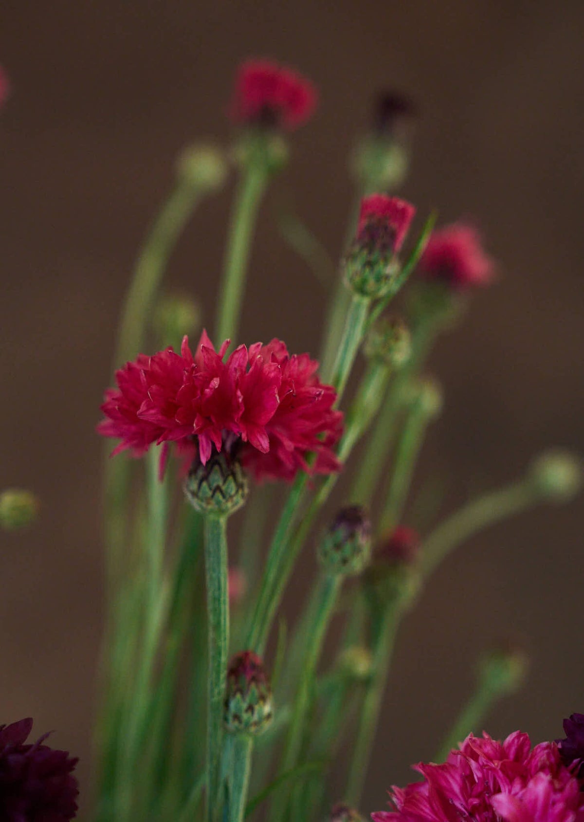 Kornblomst 'Ball Red' Seed 