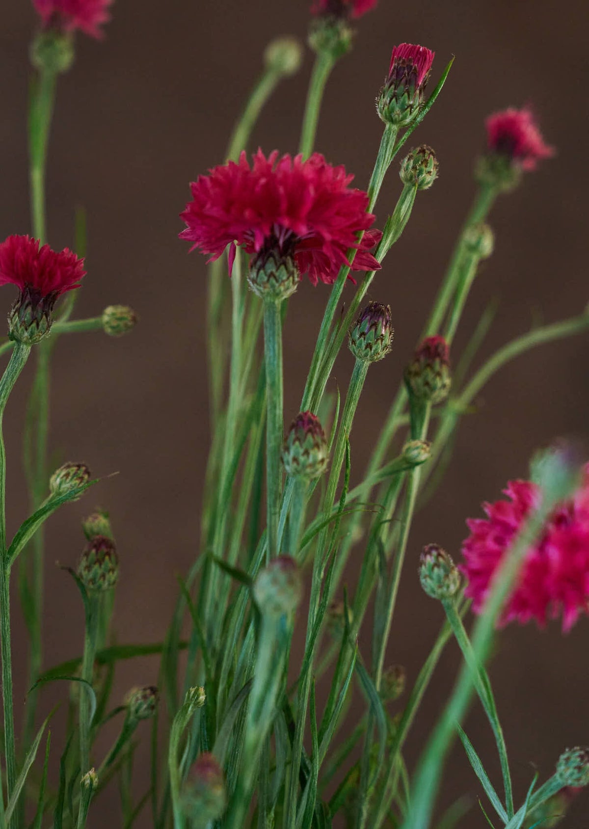 Kornblomst 'Ball Red' Seed 