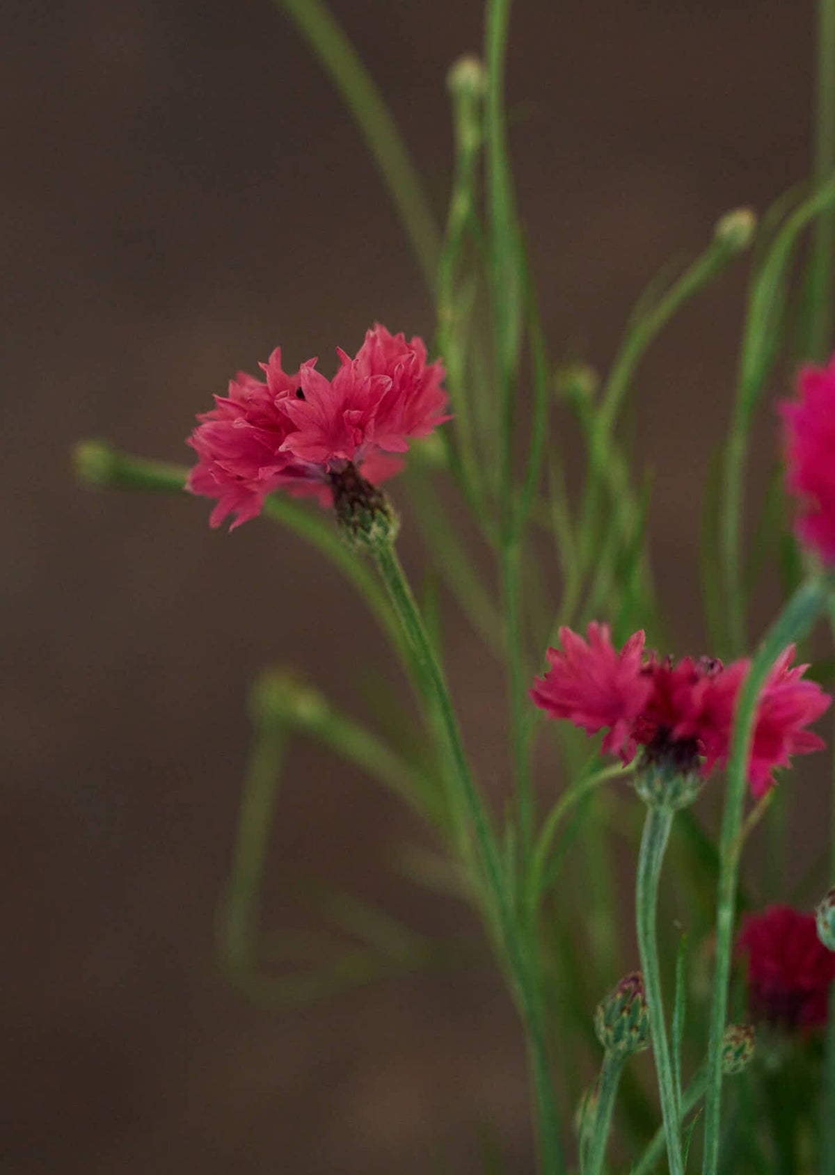 Kornblomst 'Ball Red' Seed 