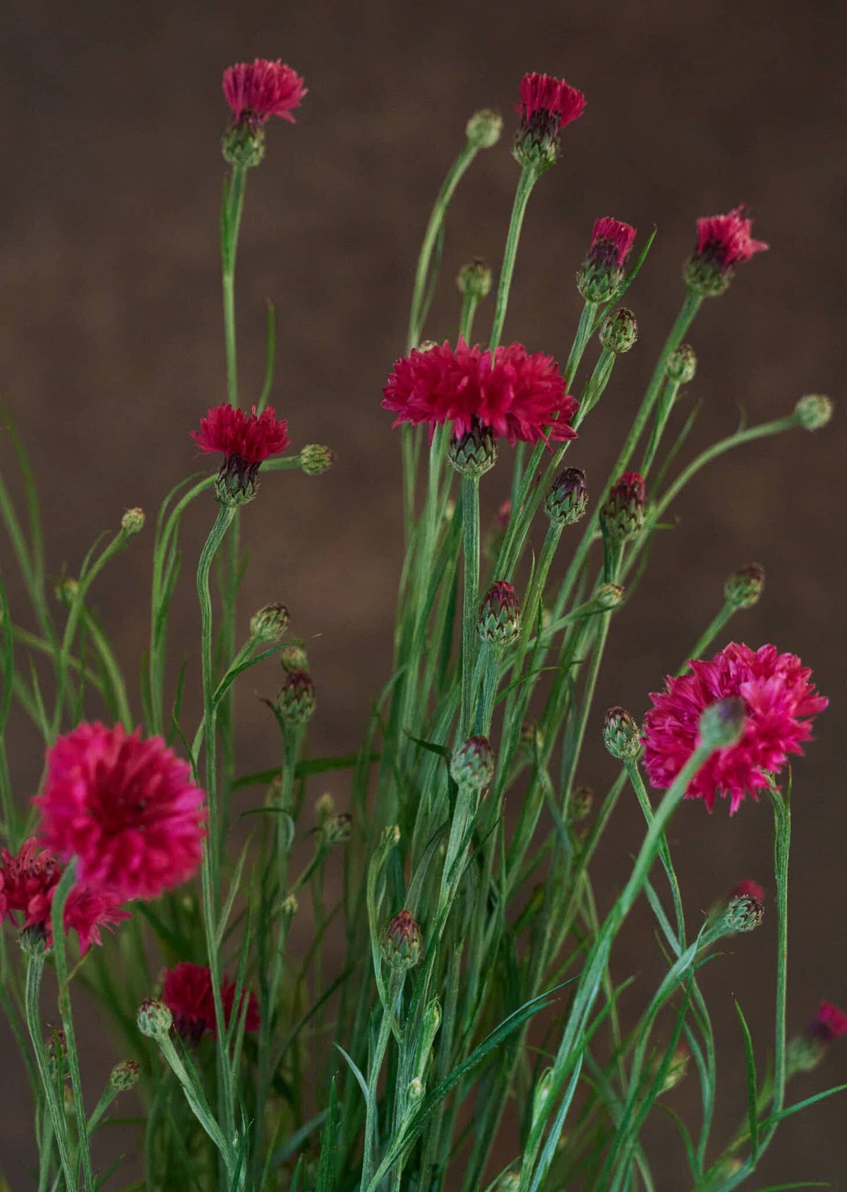 Kornblomst 'Ball Red' Seed 