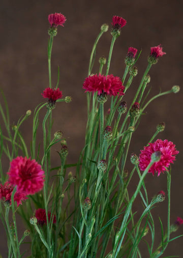 Kornblomst 'Ball Red' Seed 