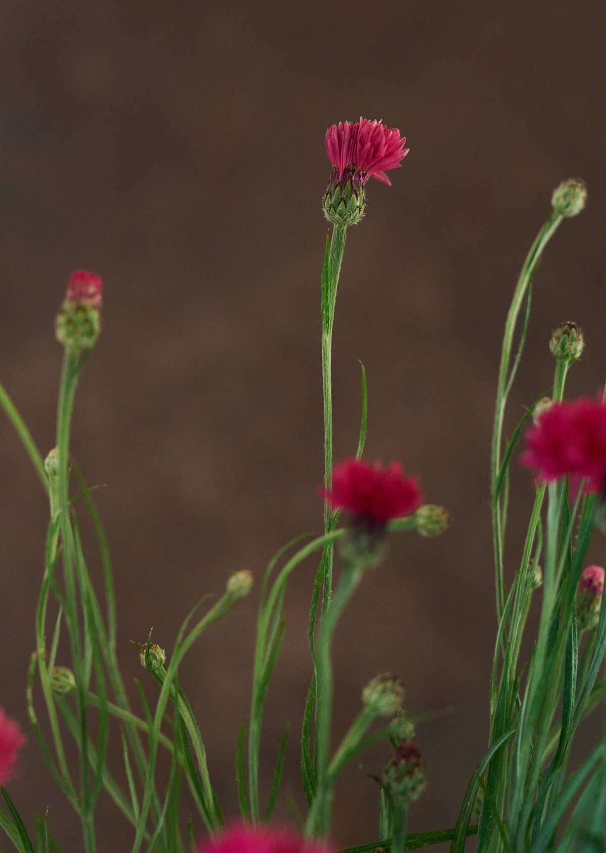 Kornblomst 'Ball Red' Seed 