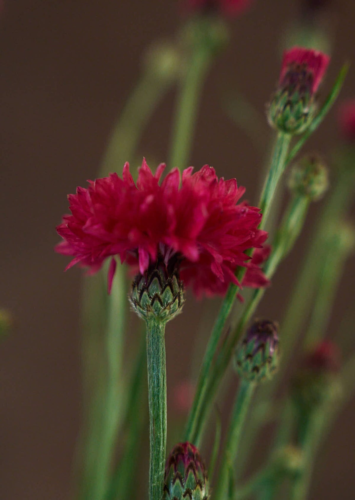 Kornblomst 'Ball Red' Seed 