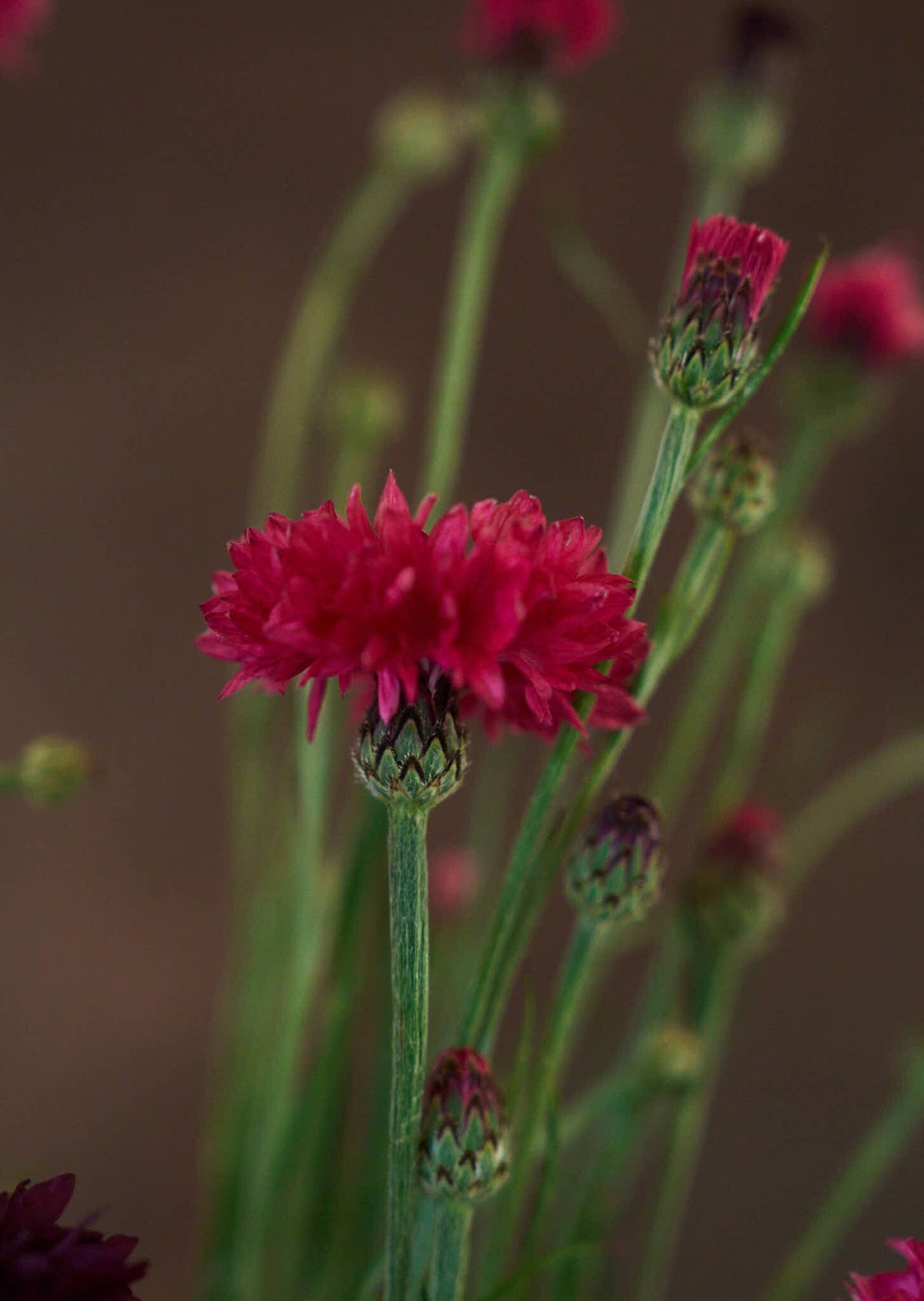 Kornblomst 'Ball Red' Seed 