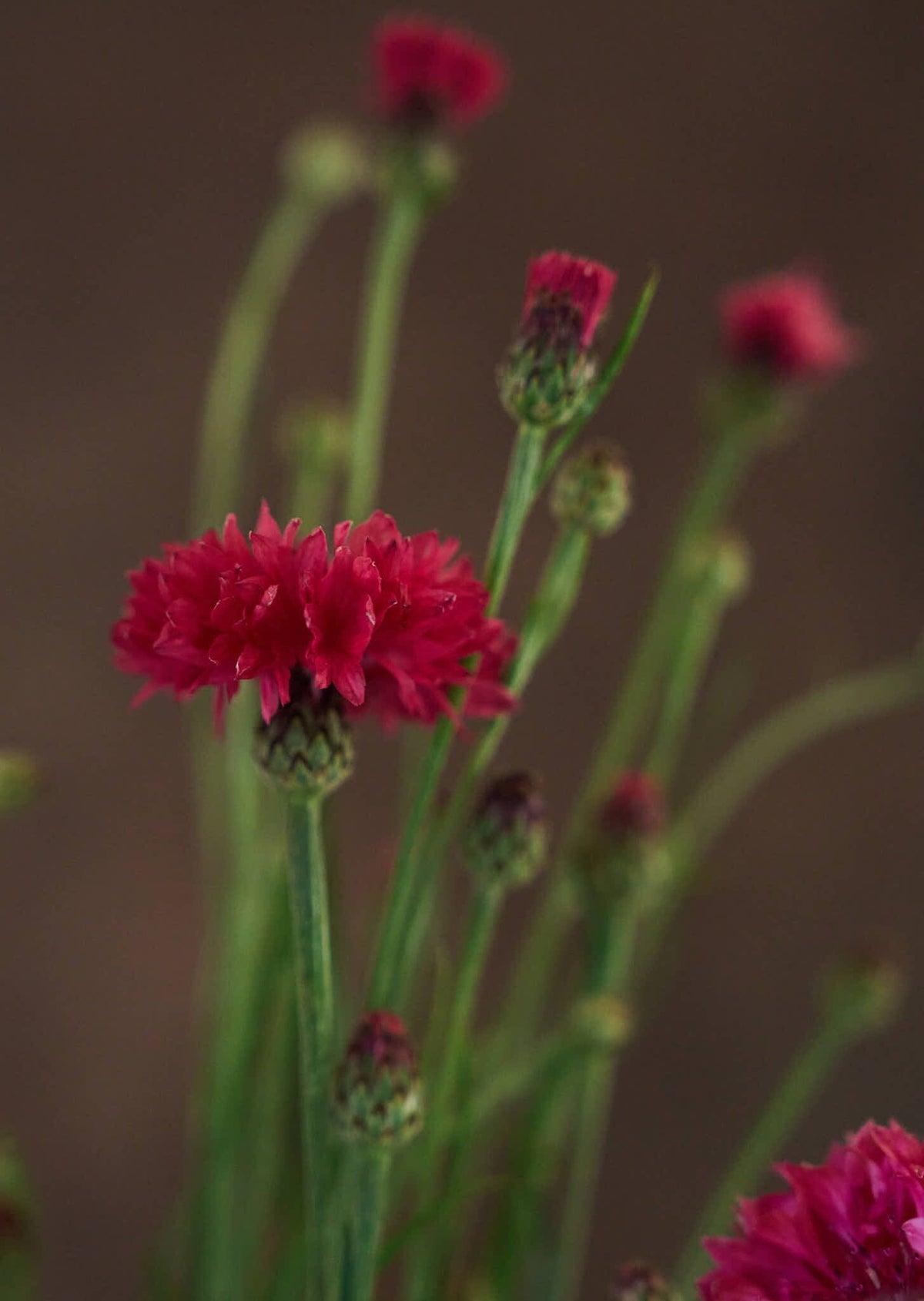 Kornblomst 'Ball Red' Seed 