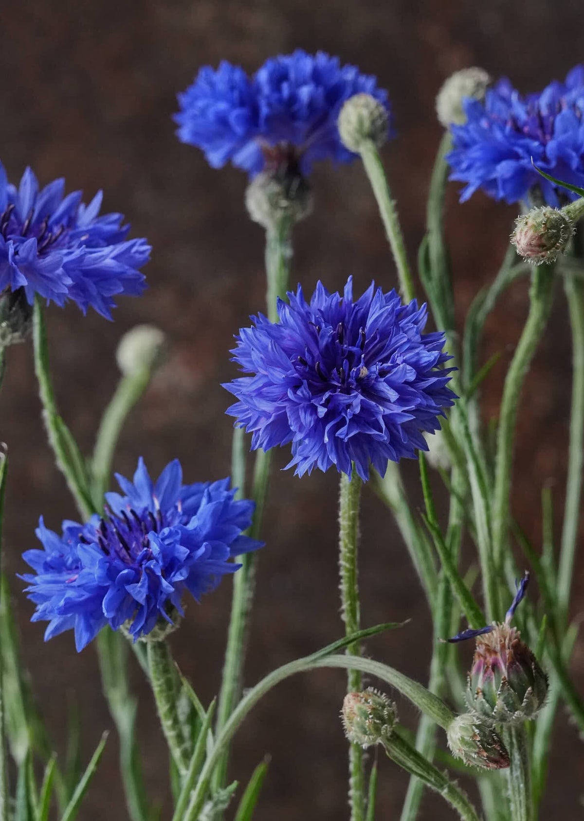 Kornblomst 'Blue Boy' Seed 