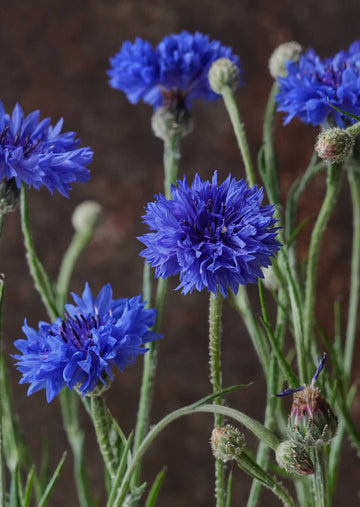 Kornblomst 'Blue Boy' Seed 