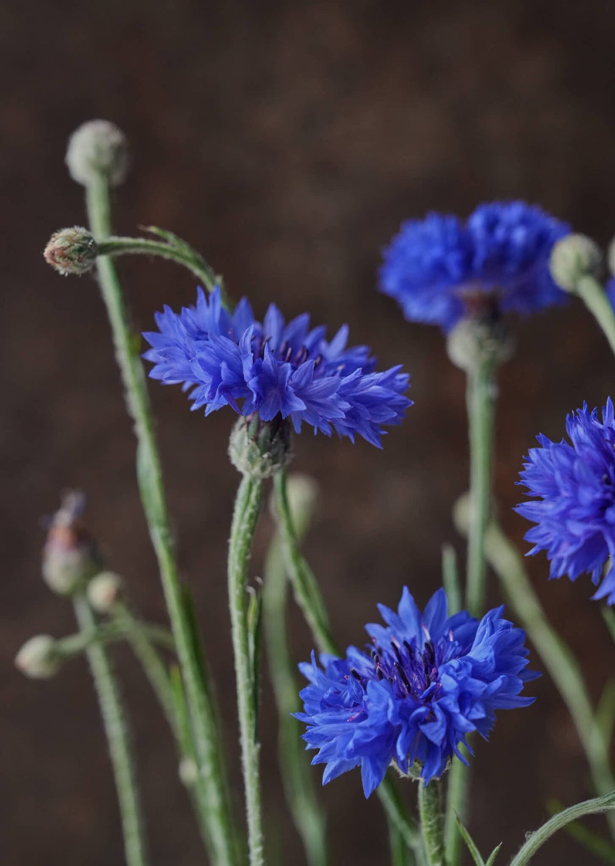 Kornblomst 'Blue Boy' Seed 