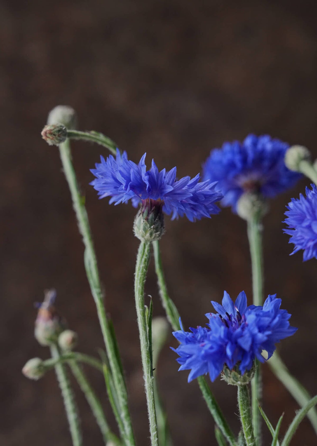 Kornblomst 'Blue Boy' Seed 