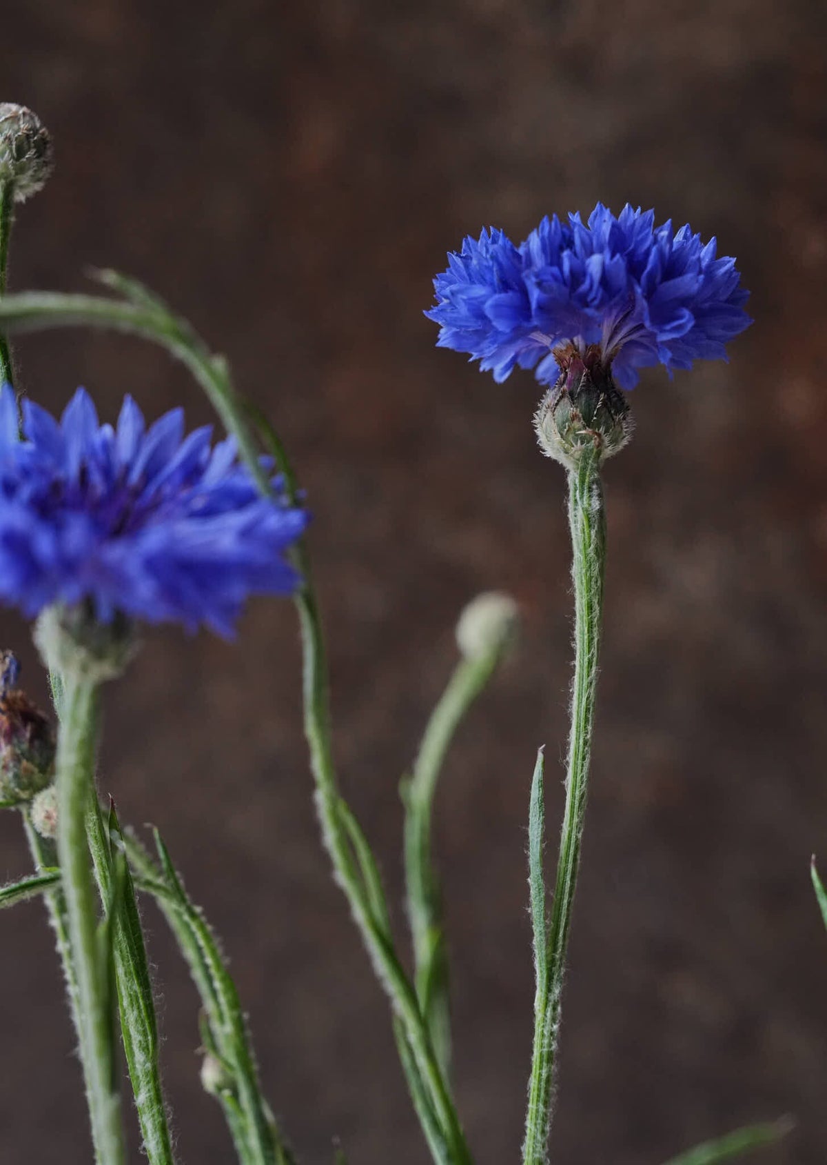 Kornblomst 'Blue Boy' Seed 